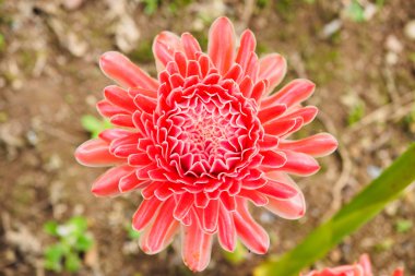 meşale zencefil çiçeği