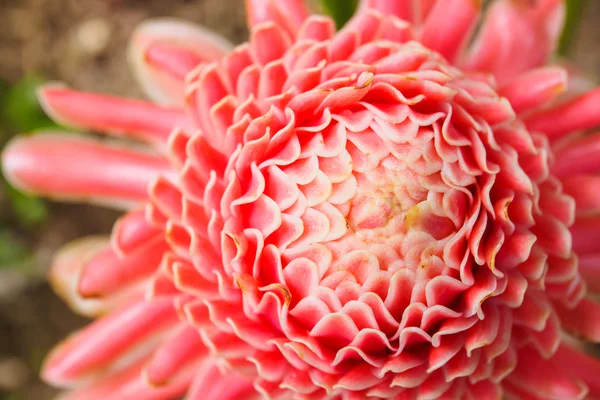 Flor de gengibre tocha — Fotografia de Stock