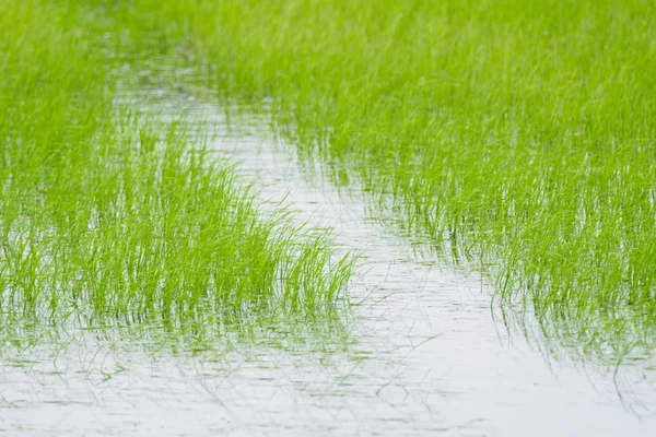 Arroz paddy — Fotografia de Stock