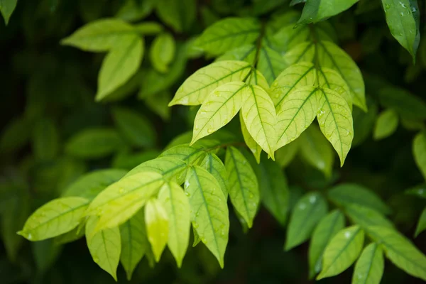 Wrightia religiosa leaf — Stock Photo, Image