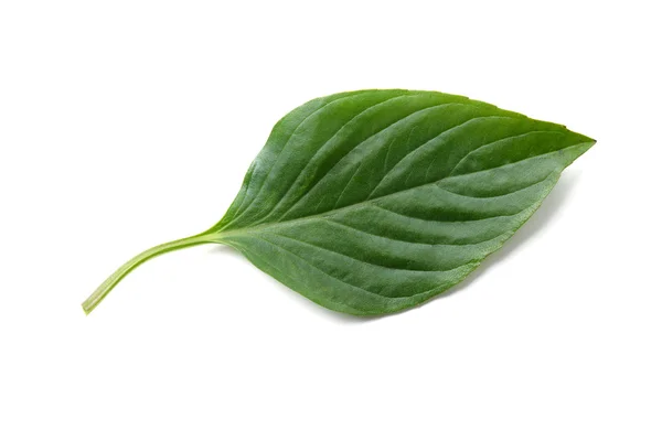 바 질 잎 — 스톡 사진