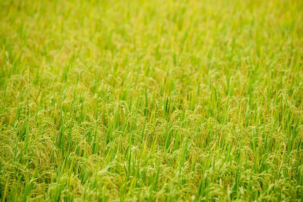 Reisfeld — Stockfoto