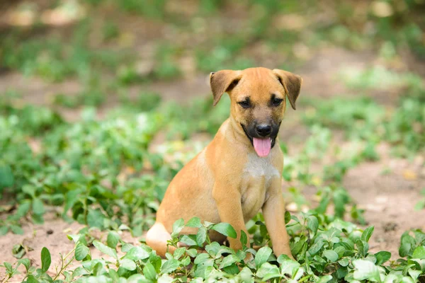 Dog sitting on field — Stock Photo, Image