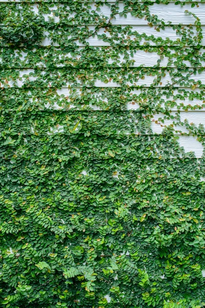 Ivy vägg — Stockfoto