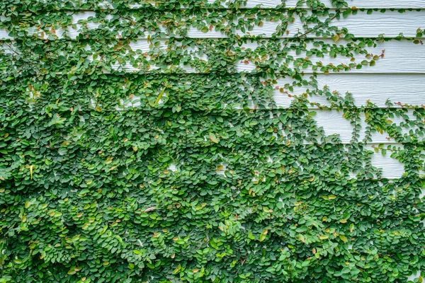 Ivy vägg — Stockfoto