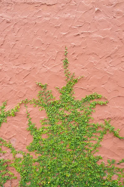 Ivy wall — Stock Photo, Image