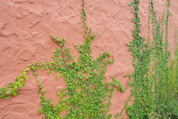 Ivy wall — Stock Photo, Image