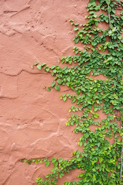 Efeumauer — Stockfoto