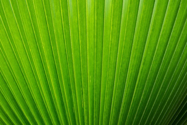 Palm leaf фону — стокове фото