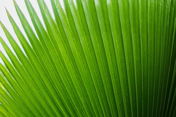 Palm leaf background — Stock Photo, Image