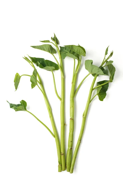 Morning glory vegetable — Stock Photo, Image