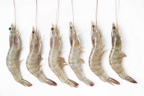 Crevettes crues isolées sur blanc — Photo