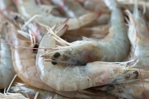 Raw shrimp — Stock Photo, Image