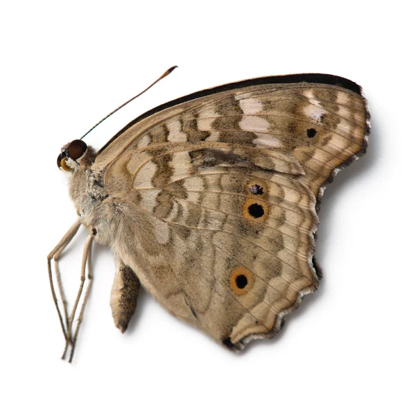 Dead butterfly — Stock Photo, Image