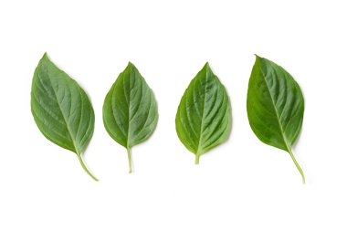 fesleğen yaprağı üzerinde beyaz izole