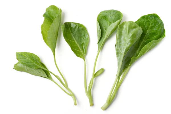 Green chinese kale — Stock Photo, Image
