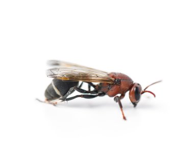 Beyaz arka plan üzerinde kağıt wasp