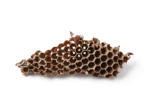 Wasp nest with Insect larvae — Stock Photo, Image