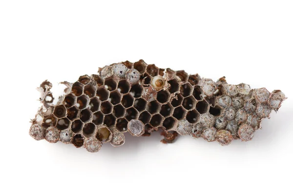 Wasp nest with Insect larvae — Stock Photo, Image
