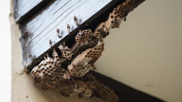 Nid de guêpes sous le toit — Video