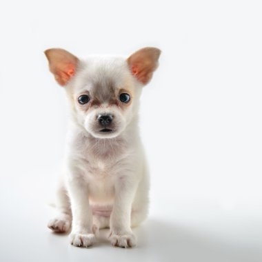 Beyaz arka plan üzerinde oturan chihuahua köpek yavrusu