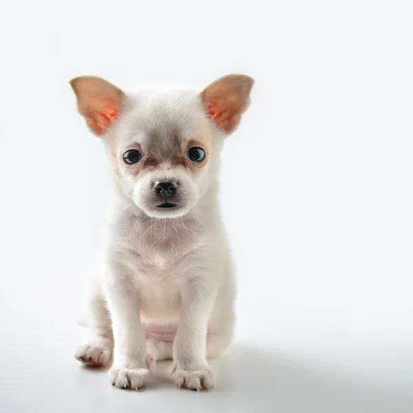 Chihuahua cachorro sentado sobre fondo blanco —  Fotos de Stock