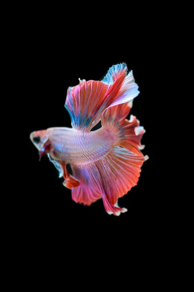 Рыба полумесяц — стоковое фото