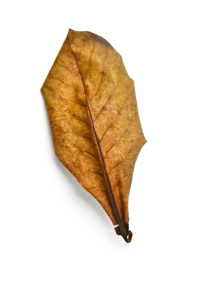 건조 terminalia catappa 잎 — 스톡 사진