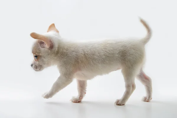 Chihuahua puppy walking — стоковое фото