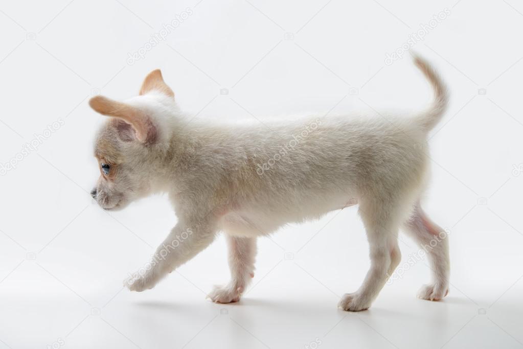 chihuahua walking