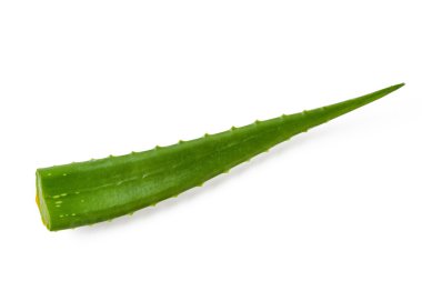 aloe vera bitki