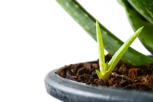 Young aloe vera — Stok Foto