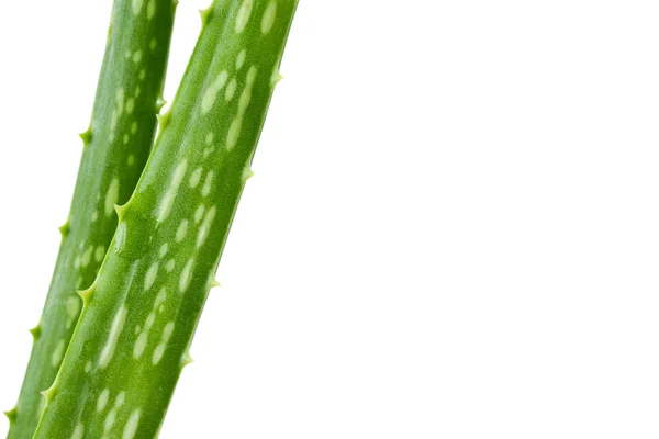 Aloe vera erva — Fotografia de Stock