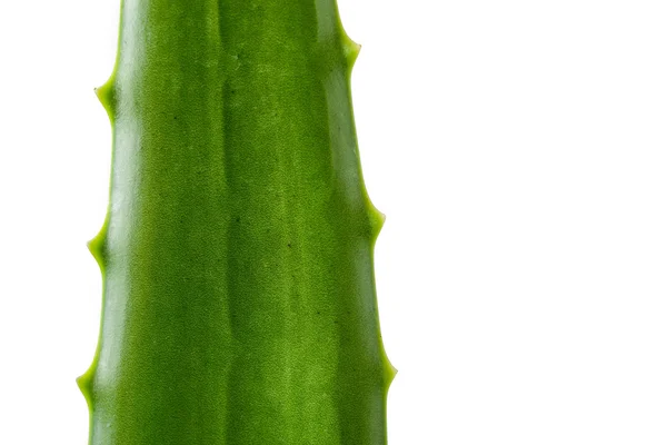 Aloe vera erva — Fotografia de Stock
