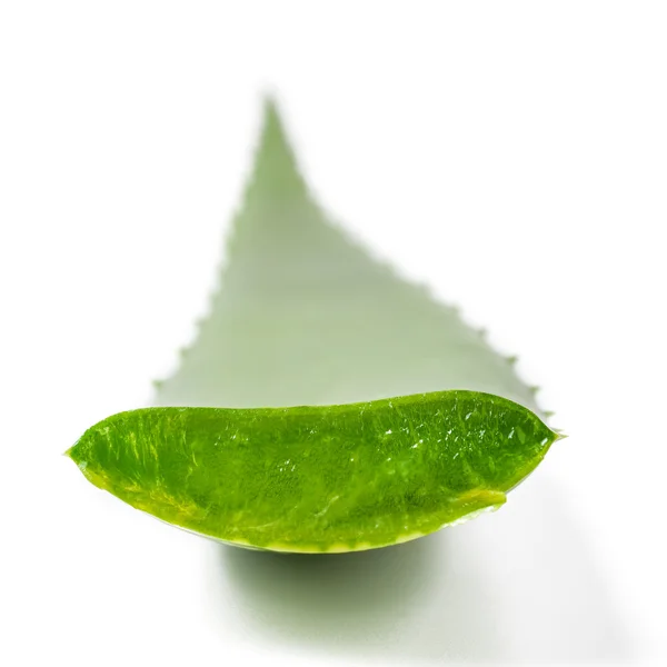 Aloe vera erva — Fotografia de Stock