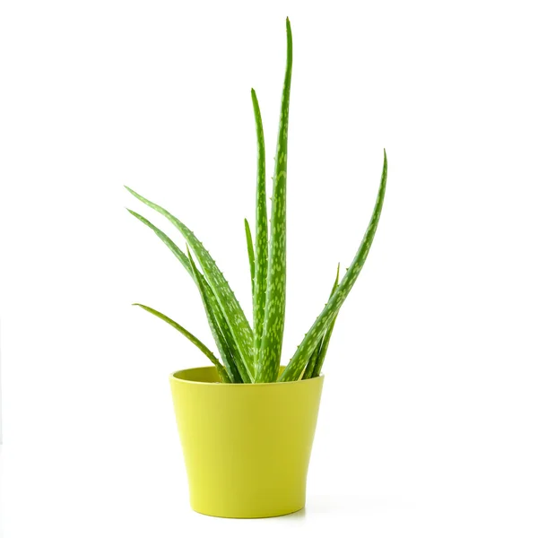 Aloe vera i en gryta Stockbild