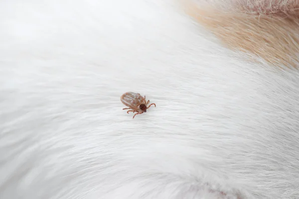 Big ticks on a dog — Stock Photo, Image