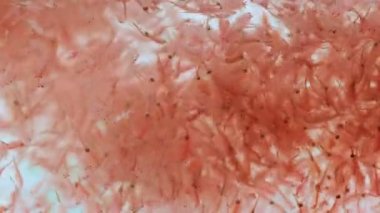 artemia plankton içinde belgili tanımlık tank