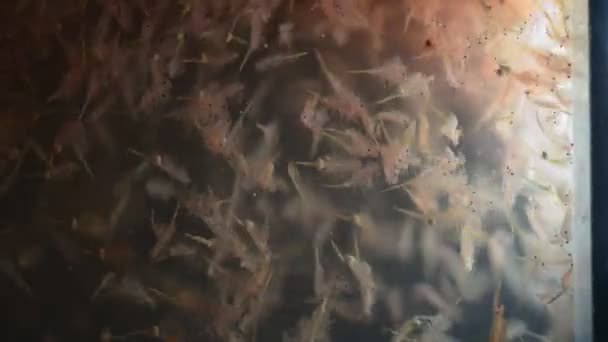 Artemia plankton i tanken — Stockvideo