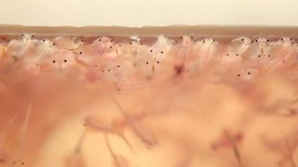Az üveg tartály Artemia plankton — Stock videók