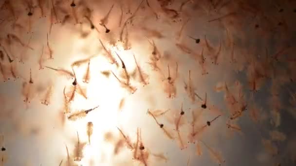 卤虫在玻璃缸中的浮游生物 — 图库视频影像
