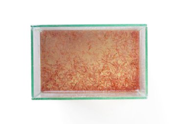 artemia plankton cam tank
