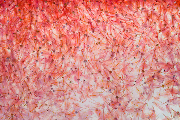 Artemia plankton or Brine shrimp