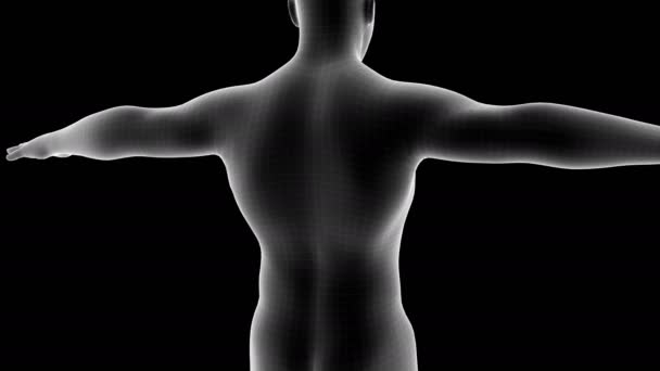 アルファチャンネルと背骨の痛み領域を示す男性X線ホログラムの3Dアニメーション — ストック動画
