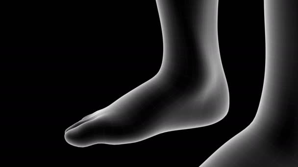 脚の足首の左側の領域に痛み領域を示す男性X線ホログラムの3Dアニメーションアルファチャンネル — ストック動画