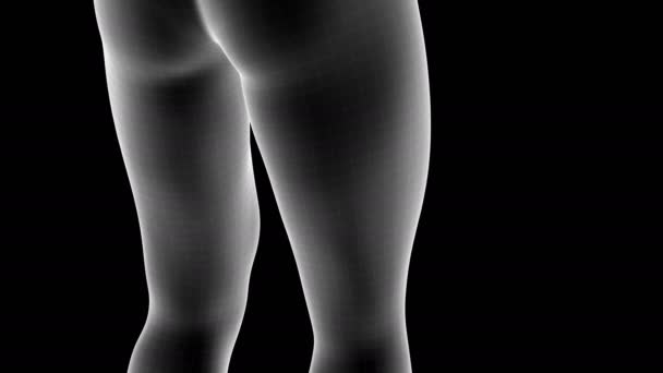 Трехмерная Анимация Мужской Рентгеновской Голограммы Показывающая Область Боли Бедре Ноги — стоковое видео