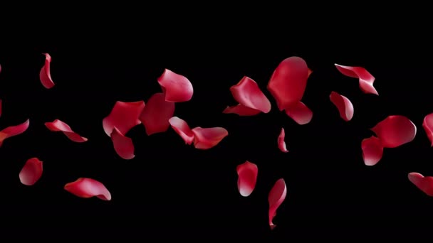 Animação Fluxo Pétalas Rosa Com Camada Alfa — Vídeo de Stock