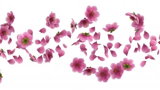 Animação Uma Cereja Rosa Sakura Flor Pétalas Fluxo Com Camada — Vídeo de Stock