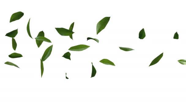 Animação Fluxo Folhas Chá Verde Com Camada Alfa — Vídeo de Stock