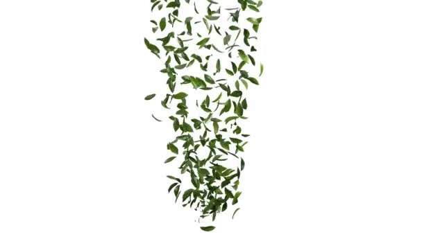 绿茶叶带阿尔法层的3D动画 — 图库视频影像